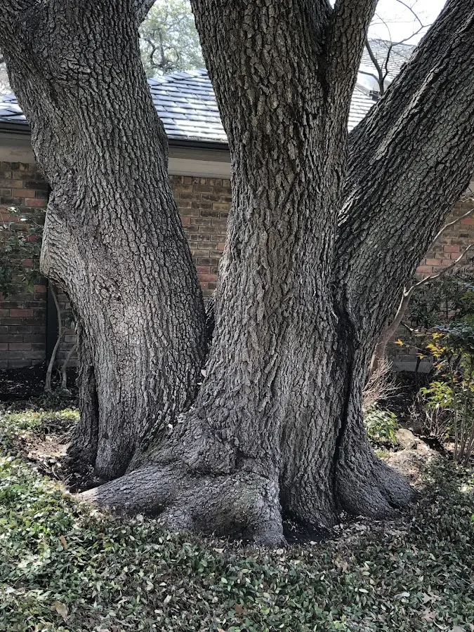 Mature heritage tree close to a Normanna property cared for by certified arborists